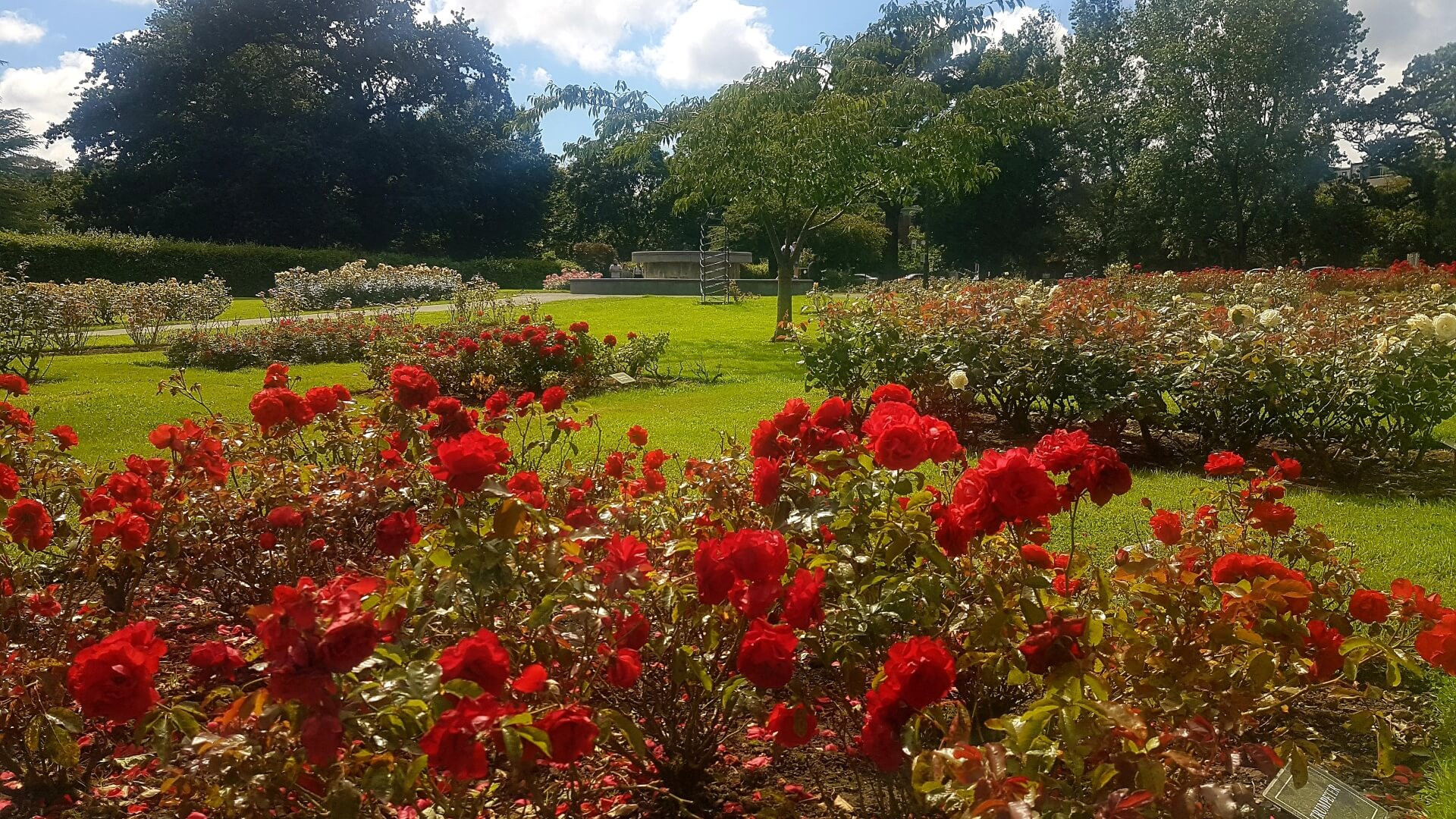 Things to do in Tralee Rose Hotel Tralee