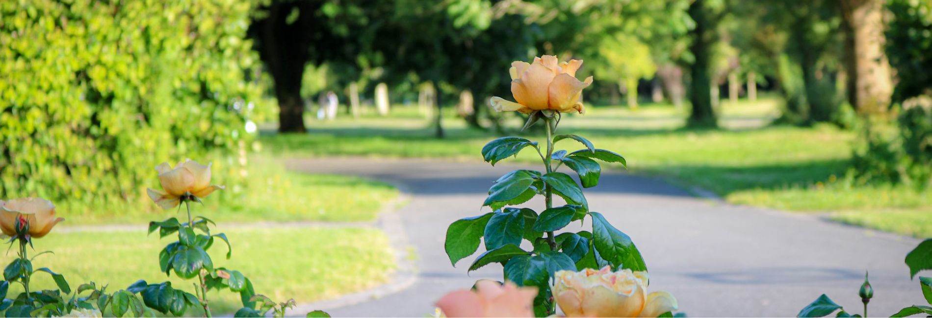 X  px www.therosehotel.com_v3