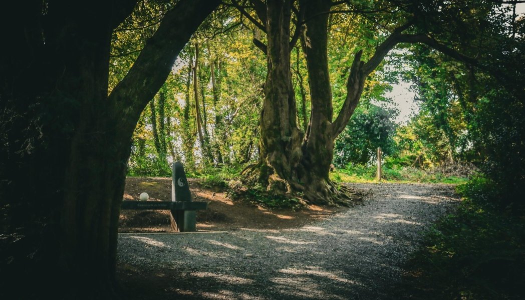 Ballyseedy woods x www.therosehotel.com_v3