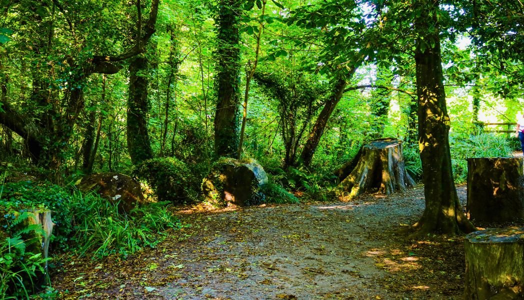 Ballyseedy woods x www.therosehotel.com_v3
