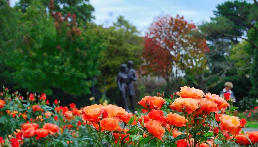 Roses in Tralee Town Park