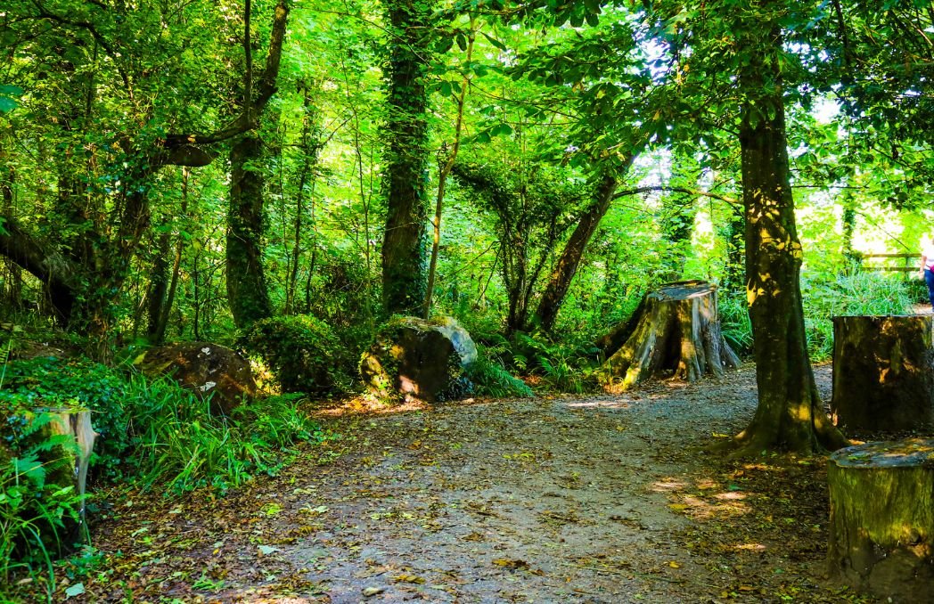 Ballyseedy Wood 